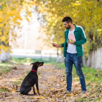 dog-trainer