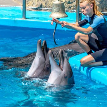 dolphin-and-marine-trainer