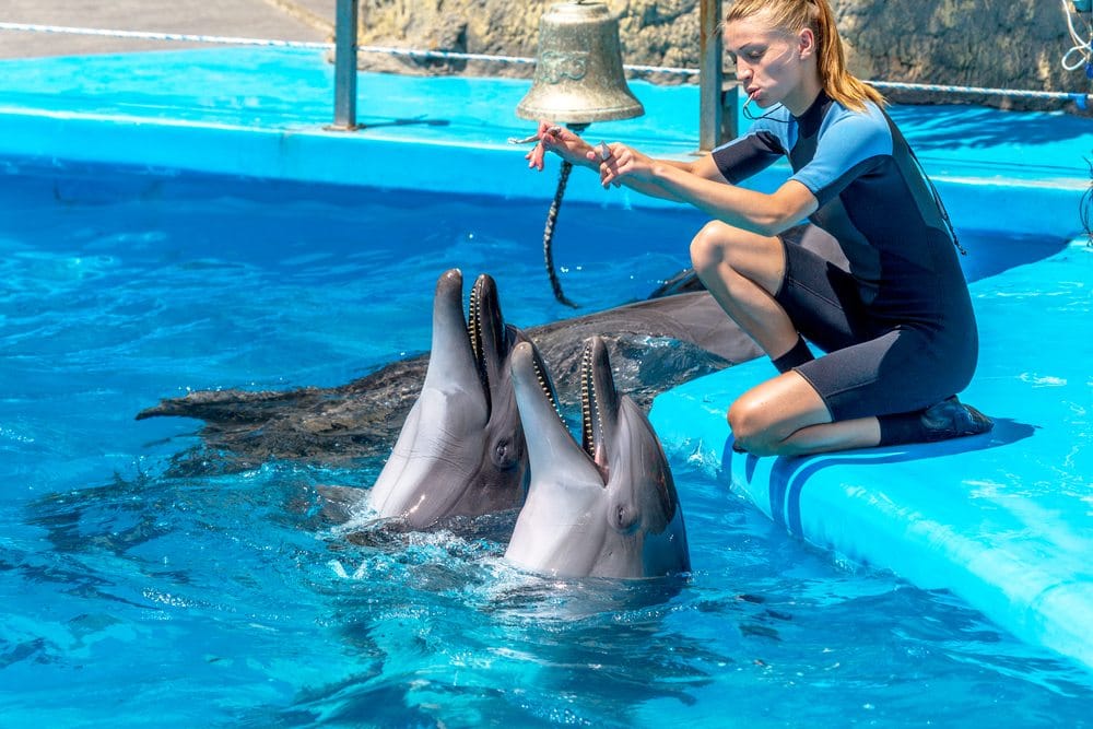 Dolphin and Marine Trainer - Salary, How to Become, Job Description & Best  Schools