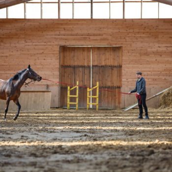 horse-trainer