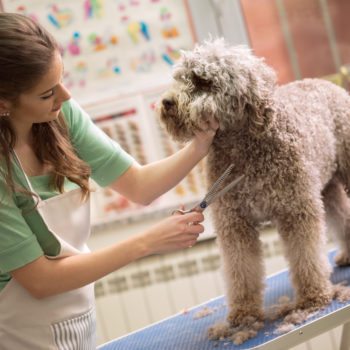 dog-groomer