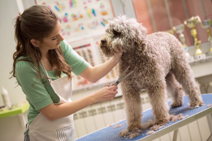 Dog Groomer at Work