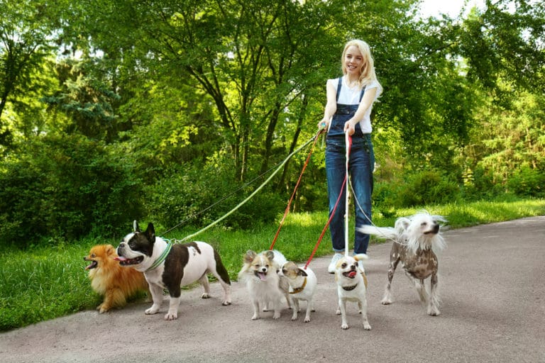 Dog Walker Salary, How to Job Description & Best