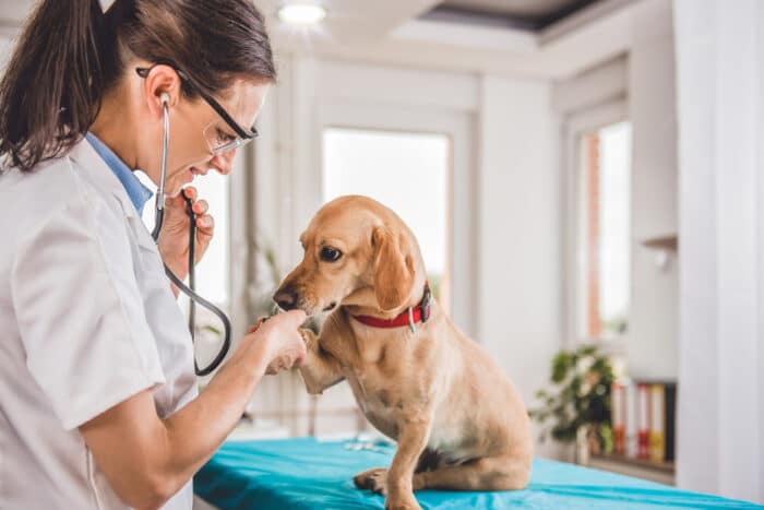 Which Veterinary Assistant Certification is Best? AVA vs RVT vs CVA -  OnlineDegree.com