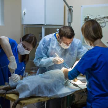 vet surgical tech