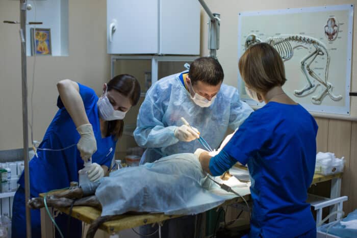 vet surgical tech